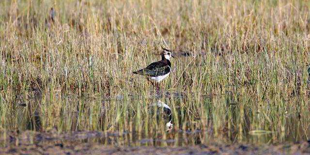 Ağrı Dağı eteklerinde 'kırmızı listede' bulunan kız kuşunun popülasyonu gözleniyor