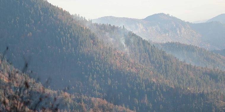 'Elektronik burun' orman yangınlarına erken müdahalede etkili olabilir