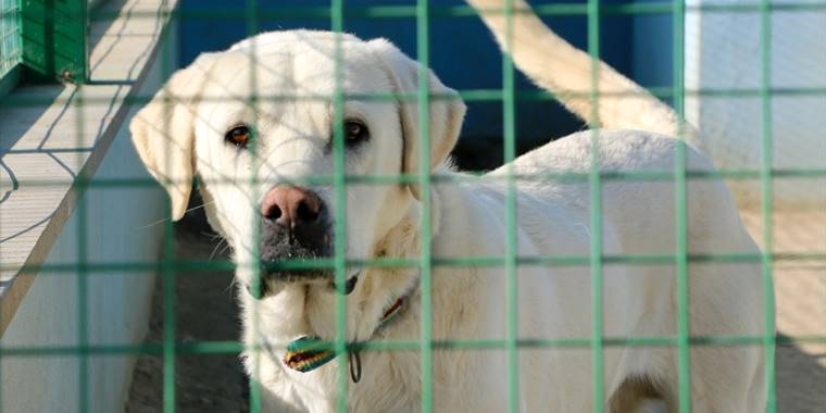 Akbaş çoban köpekleri mikroçiple takip edilecek