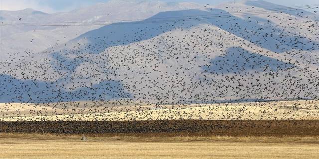 Sığırcıkların Muş semalarındaki dansı kameraya yansıdı