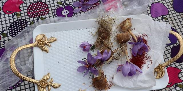 Isparta'da gül, lavanta ve elmanın yanında safranın da yaygınlaşması hedefleniyor