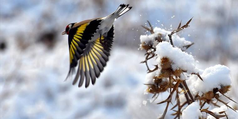 Kars'ın Sarıkamış ilçesi karla beyaza büründü