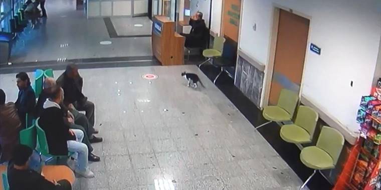 Bitlis'te sekerek acil servise giden kediye hastane personeli sahip çıktı