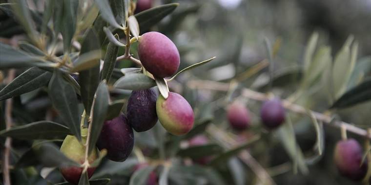 Emekli ziraat mühendisi bahçesindeki zeytin ağaçlarının verimini 10 kat artırdı