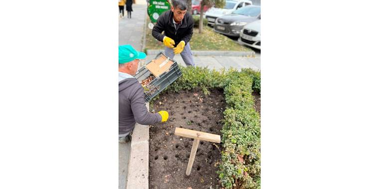 Kızılcahamam'da 6 bin lale soğanı dikildi