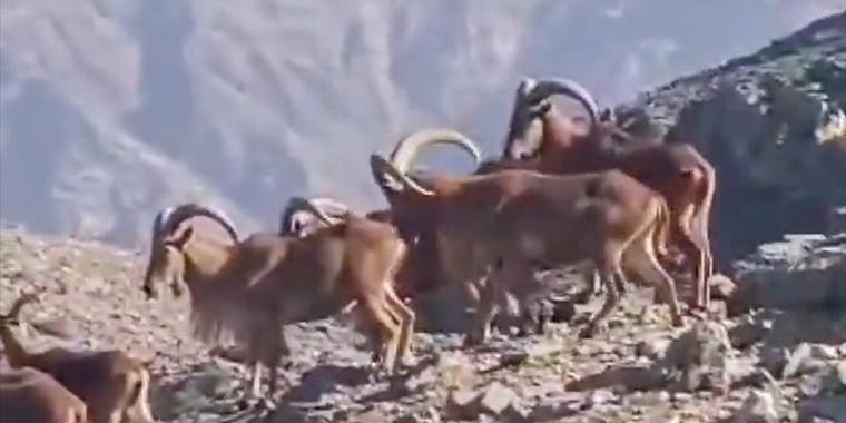 MSB, terör örgütü PKK'dan temizlenen İkiyaka Dağları'ndaki doğal yaşamı paylaştı