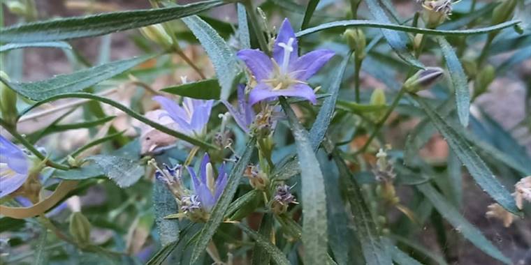 Adıyaman'da çançiçeğigillere ait yeni bir bitki türü keşfedildi