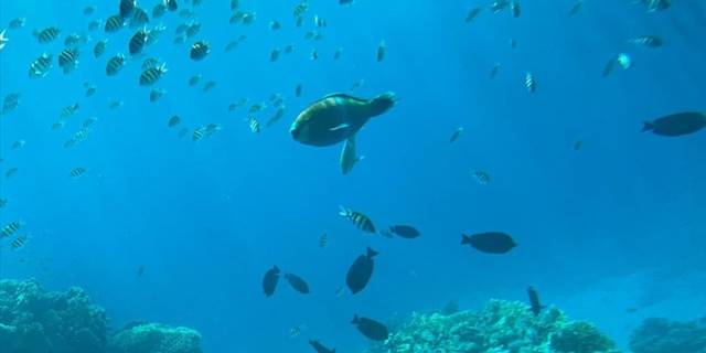 Şarm El Şeyh'te yarı deniz altılar dalışa alternatif bir seçenek oluyor