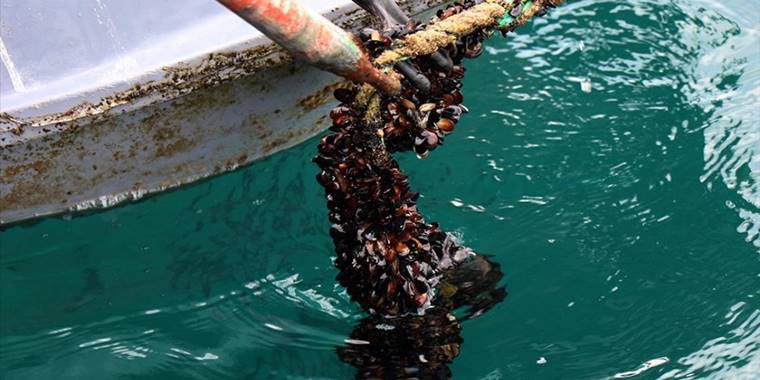 Sinop'taki midye tesislerinde yıllık 5 bin ton dolayında üretim hedefleniyor