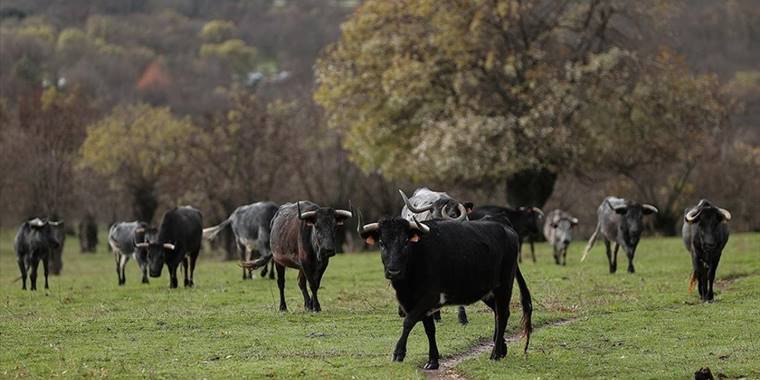 İspanya'da boğaya 'evet' boğa güreşine 'hayır' tartışması büyüyor