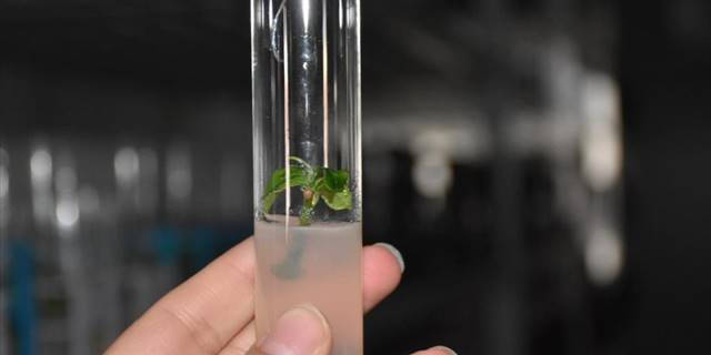 Trabzon'daki doku kültürü laboratuvarında nadide fidanlar yetiştiriliyor