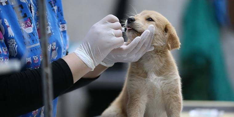 Konya'daki barınakta bulunan hayvanlar sağlık taramasından geçirildi