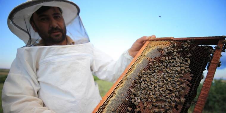 Kaliteli bal için yılın yarısını evinden uzakta geçiriyor