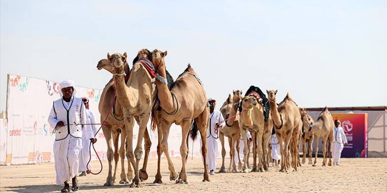 Dünyanın en güzel develeri, Katar'daki Mzayen Dünya Kupası'nda seçiliyor