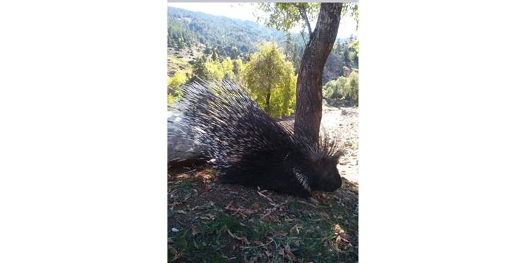 Aladağlar Milli Parkı'nda oklu kirpi görüntülendi