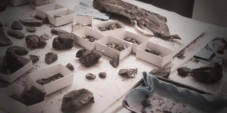 Moğolistan'da bulunan fosil, "yeni bir yırtıcı ve dalıcı dinozor" türüne ait