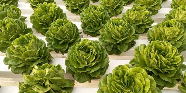 Girişimci, Beypazarı'nda kurduğu serada topraksız tarım yapıyor