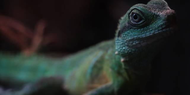 Kertenkelelerin varlığı düşünülenden 35 milyon yıl önceye dayanıyor olabilir