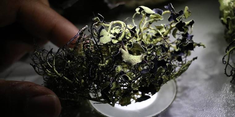 Türk bilim insanı Antarktika'da 10 liken türü keşfetti