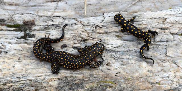 Bitlis'te benekli Anadolu semenderleri görüntülendi