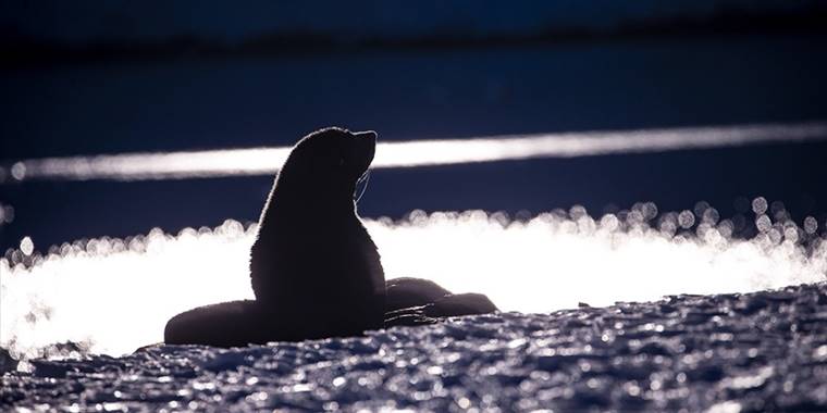 Hazar Denizi kıyısında 2 bin 500 civarında fok ölü bulundu