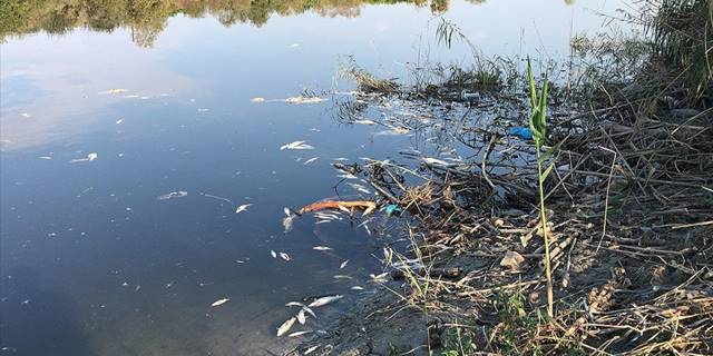 Ceyhan Nehri'nde görülen balık ölümleriyle ilgili inceleme başlatıldı
