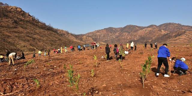 Marmaris'te yanan ormanlık alana 5 bin fidan daha dikildi