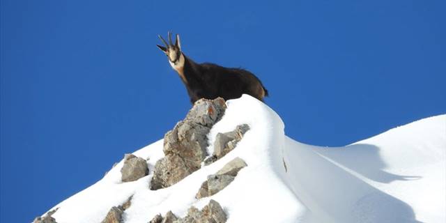 Çengel boynuzlu dağ keçileri Munzur Dağları'nda görüntülendi