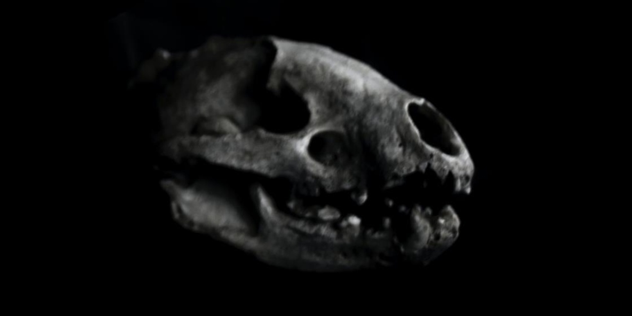 ABD'nin Mississippi Nehri'nde buzul çağına ait iki nadir fosil keşfedildi