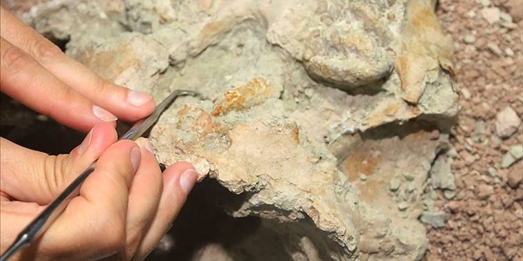 Avustralya'da 100 milyon yıl öncesine ait elasmosaurus iskeleti bulundu