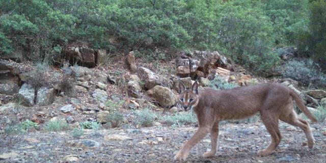 Muğla'daki orman yangınları karakulakların yaşam alanlarını daralttı
