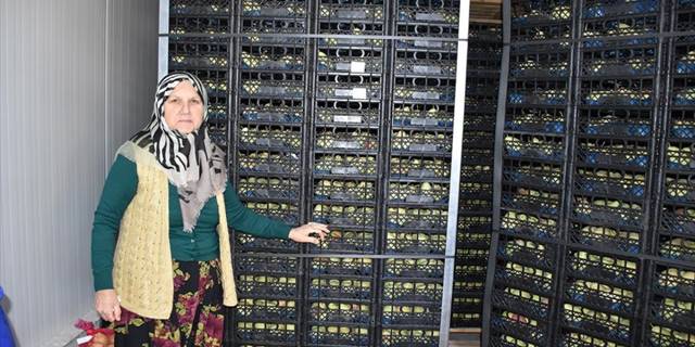 Yetiştirdiği armutları kendi buzhanesinde muhafaza edip yurt dışına gönderiyor