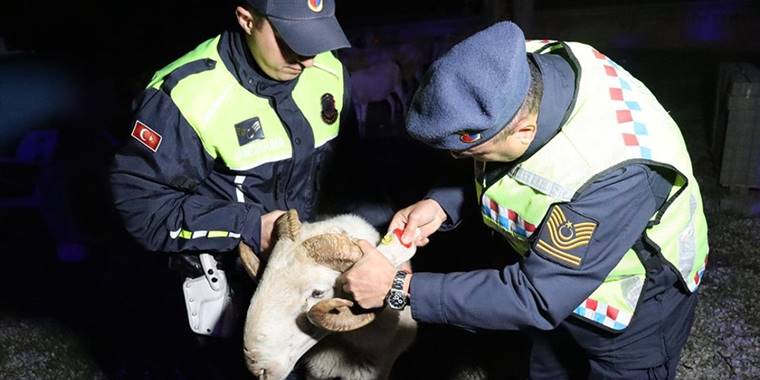 Çobanlar fosforlu yelekle hayvanlar da reflektörlü küpeyle daha kolay görülebilecek