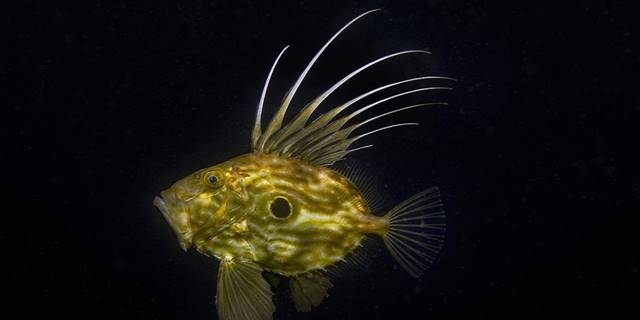 İzmit Körfezi'nin derinliklerinde "peygamber balığı" görüntülendi