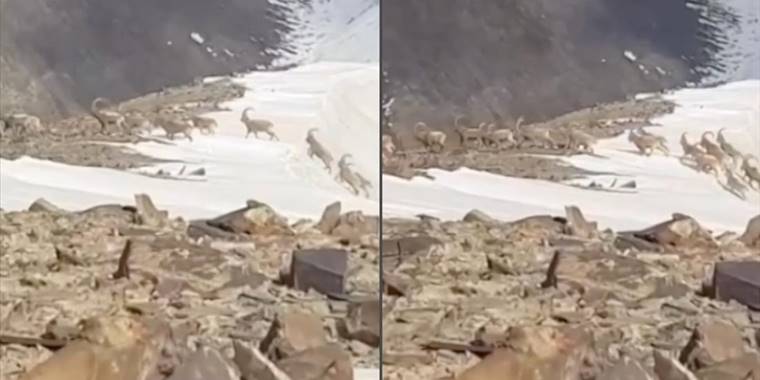Hakkari'de sürü halinde dağ keçisi görüntülendi