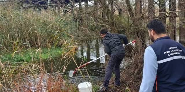 Tekirdağ'da balık ölümlerinin yaşandığı Yuvalı Deresi'nde atık suya rastlanmadı
