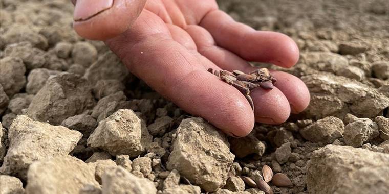 Orman meyvelerinin çekirdekleri yaban hayatı için fidana dönüşüyor