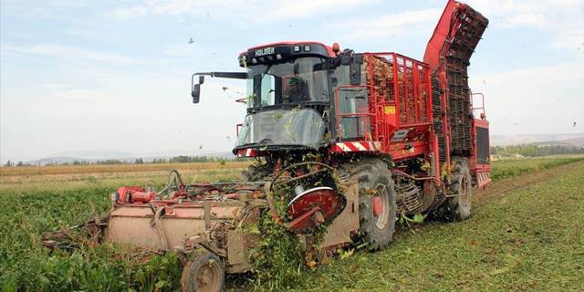 Şeker pancarının tarladan sofraya zahmetli yolculuğu