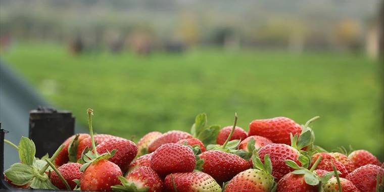 Bayırbucak Türkmeni Solak, Hatay'da edindiği deneyimle İdlib'in ilk çilek yetiştiricisi oldu