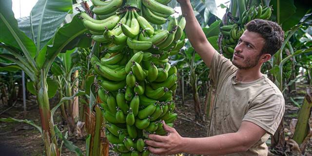 Amik Ovası her mevsim tarım işçilerine ekmek kapısı oluyor