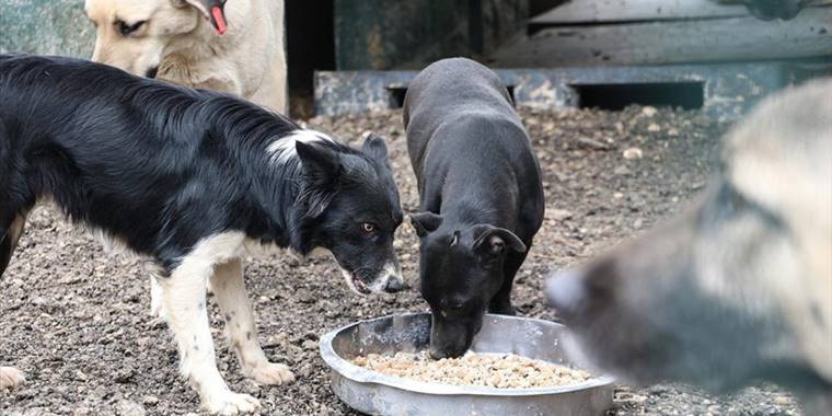 Gaziantep'in atık gıdaları sahipsiz hayvanlar için mamaya dönüştürülüyor
