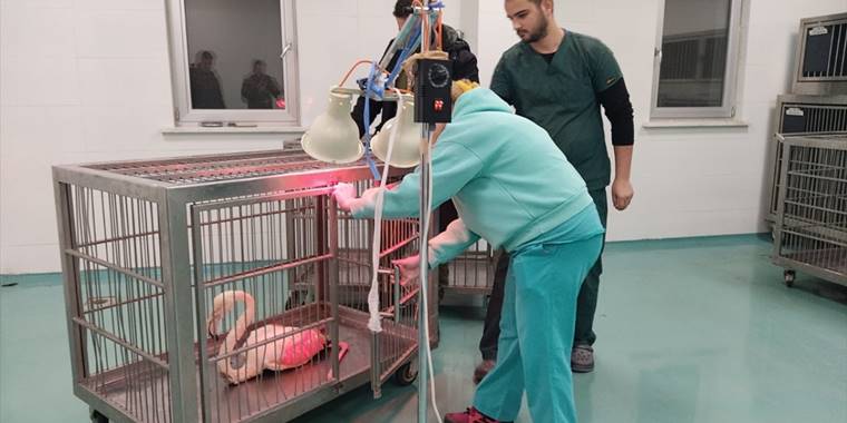 Suğla Gölü kıyısında  yaralı bulunan  flamingo tedaviye alındı