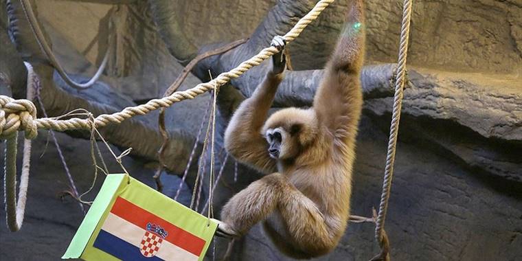 Zagreb'deki "kuracı maymun Kent" Hırvatistan'ı bugün oynanacak maçın galibi seçti