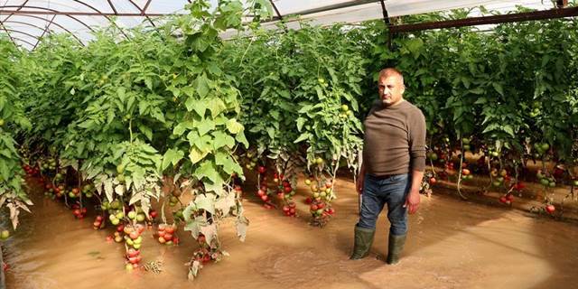 Kumluca'da selden zarar gören domates üreticileri yaşadıklarını anlattı