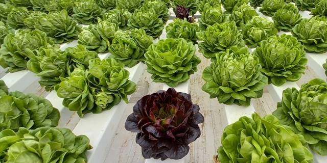Beypazarı'nda topraksız serada marul yetiştiriliyor