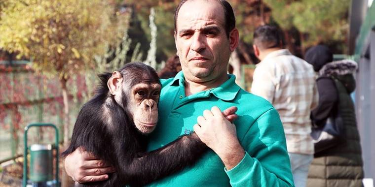 Gaziantep Hayvanat Bahçesi'nin maskotu şempanze: 'Can'