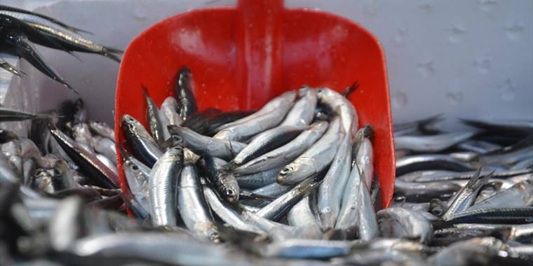 Batı Karadeniz'de hamsi tezgahların gözdesi oldu