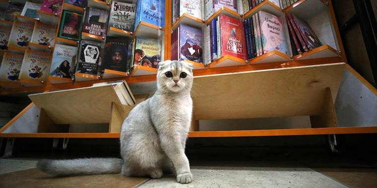 Düzce'deki depremde kaybolduktan sonra kavuştuğu kedisini yanından ayırmıyor