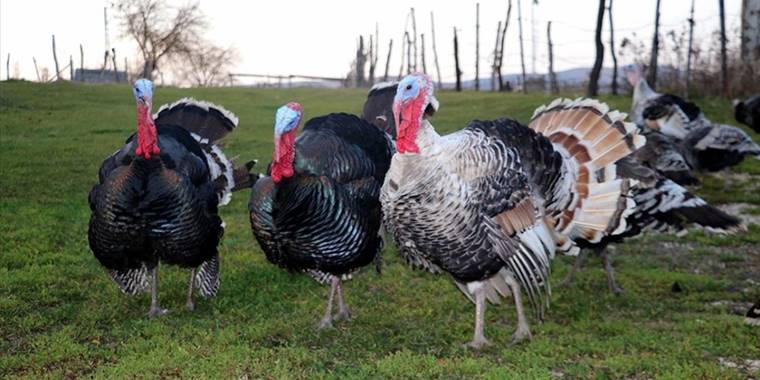 Doğal ortamda beslenen Eflani ve Kandıra hindileri yılbaşı sofralarını lezzetlendirecek