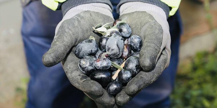 Kamusal alandaki zeytinler ihtiyaç sahipleri için toplanıyor